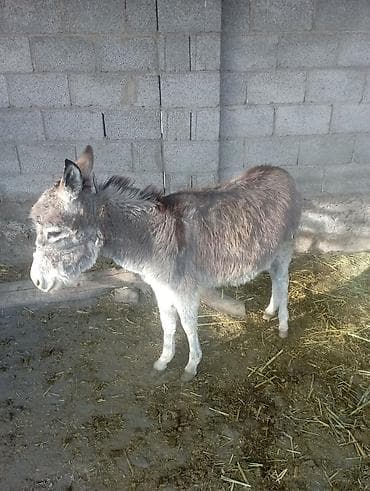 продаю ишак: Осёл (молодой). - Окрас: серо-бурый с более светлой мордой и ногами — 3