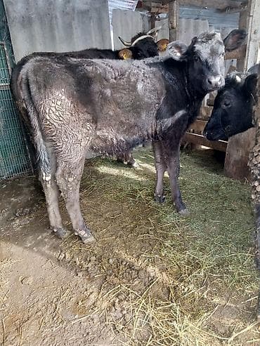 уй сх животное: Продаю | Корова (самка), Тёлка — 2