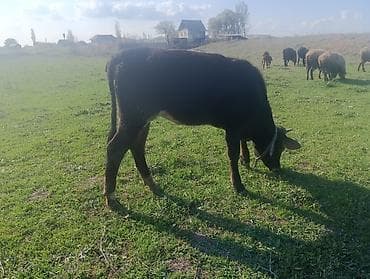 продается кашара: Продаю | Тёлка | Швицкая | Для разведения | Привязанные — 3