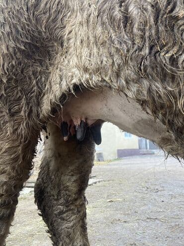 сколько стоит собака породы корги: Продаю | Корова (самка) — 7