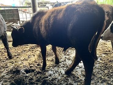 бычки бычок: Продаю | Бык (самец) | Привязанные — 8