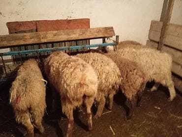 домик для кур: Продаю | Овца (самка), Ягненок | Полукровка | Для разведения | Ярка — 9