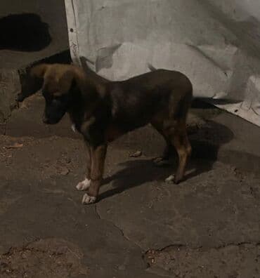 продам собаку: Овчарка, 2 месяца, Самка — 6