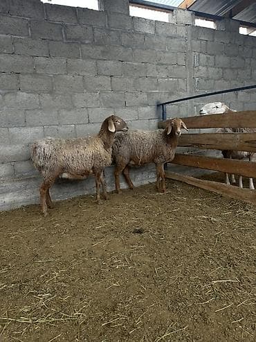 мопс бишкек: Сатам | Ургаачы кой (ургаачы) | Гиссар, Арашан | Көбөйтүү үчүн | Ургаачы — 1