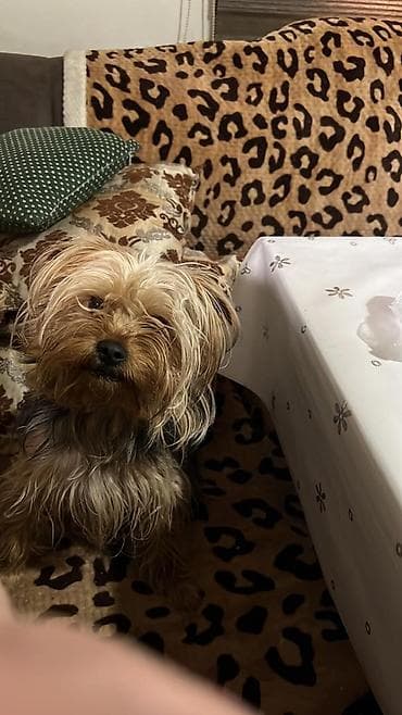 собака мопс: Щенки метисы (мама — небольшая лохматая собачка черно‑серого окраса — 2