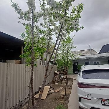 лев толстой панфилова: 2 комнаты, Собственник, С мебелью частично — 1