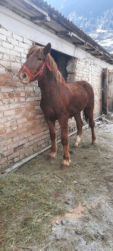 чистокровный конь: Продаю | Кобыла (самка), Конь (самец) | Полукровка | На забой, Для разведения, Конный спорт | Племенные, Осеменитель — 9