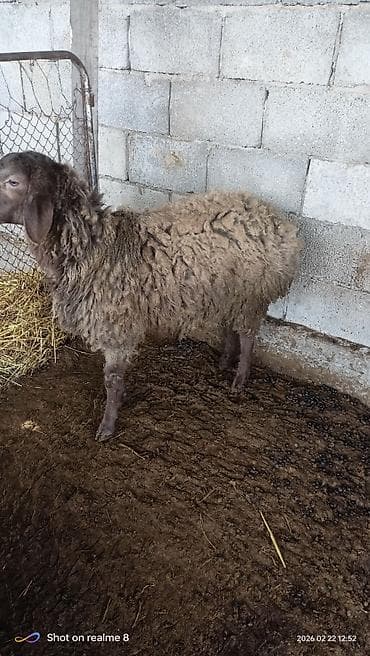 Ветеринар кызматы: Сатам | Кочкор (эркек) | Эдильбай | Союуга | Жасалма жол менен боозутуу — 3