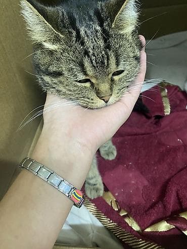 котята на продажу: Котята от домашней кошки - Порода: домашняя короткошёрстная (окрас у — 2