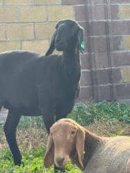 восточно европейская овчарка черная цена: Сатам | Козу | Арашан | Көбөйтүү үчүн | Асыл тукумдуу — 1