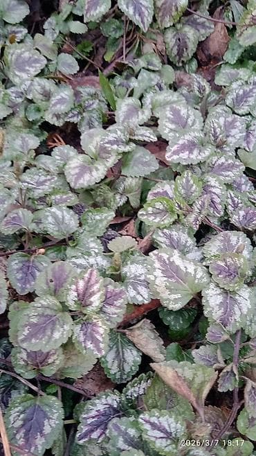 летс го крышка: Почвопокровные декоративные растения для сада цена договорная 50-100 — 4