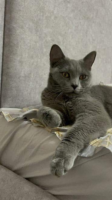 scottish fold: Скотиш Страйт (Шотландская прямоухая), 1 год, Девочка, Голубой, С документами, С прививками, Кастрирована — 2