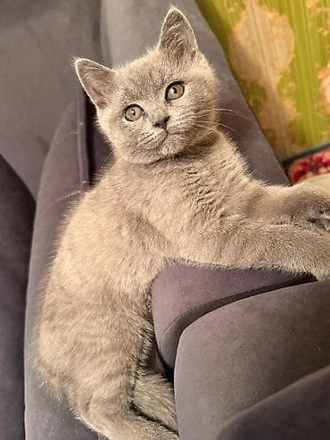 крупные собаки: Британский короткошёрстный котёнок, окрас голубой (solid blue). - — 3