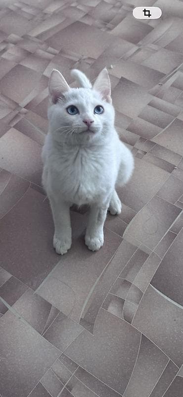 Аквариумы: 7 месяцев, Мальчик, Белый — 1