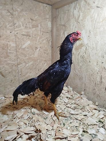куриный угалок: Продаю | Куры — 4