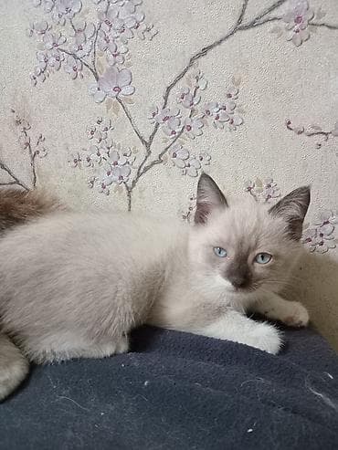 сөөл жан: Отдам в ХОРОШИЕ РУКИ! БЕСПЛАТНО! обращаться по номеру — 1