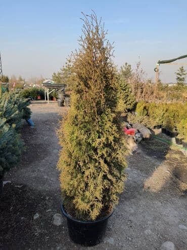 домашние растение: Туя западная Smaragd (Thuja occidentalis ‘Smaragd’) — вечнозелёная — 12