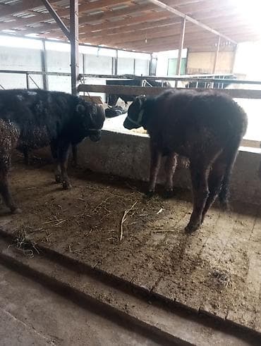 швиц бычки: Продаю | Бык (самец) | На откорм | Привязанные — 6