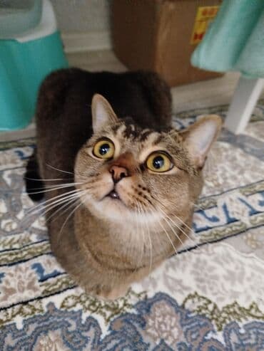 4 года, Мальчик, Шоколадный, Приучена к лотку