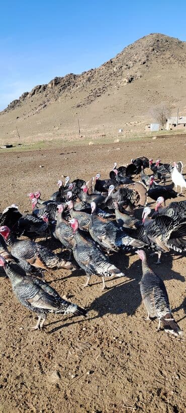 Продаю | Индюк (самец) | Для разведения | Племенные — 1