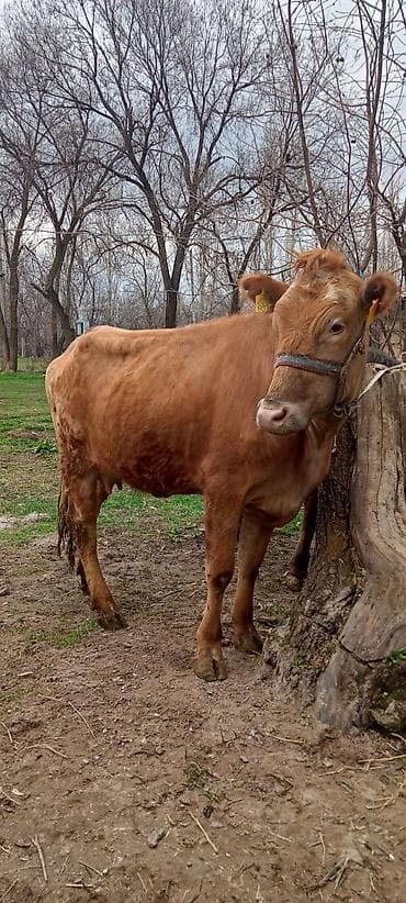 продаю конь: Продаю | Тёлка | Для разведения | Привязанные — 5