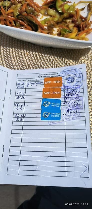 Хаски, 8 месяцев, Самец, С прививкой — 4