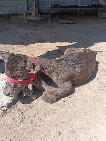 Животные: Продаю | Корова (самка) | Для разведения | Привязанные — 5