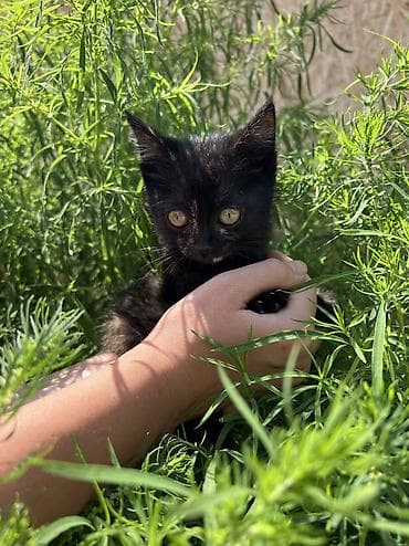 усыпление животных бишкек: Отдам котёнка в хорошие руки. 🐾 Котёнок черепахового окраса. Девочка — 5