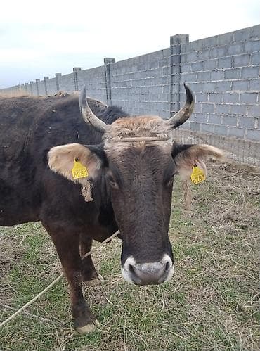 чёрный ящик: Продаю | Корова (самка) | Полукровка | Для молока | Привязанные — 3