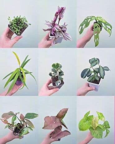 орхидеи сколько стоят: • Комнатные растения (укоренённые черенки/детки/молодые — 1