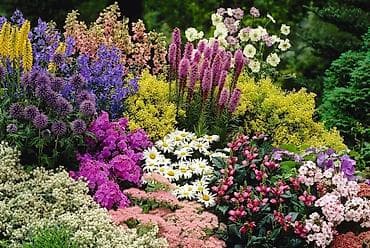 розы рассада: Пеларгонии сортовые — более 200 сортов в наличии - Ассортимент — 2