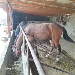 домик для собака: Сатам | Жылкы (эркек) — 2