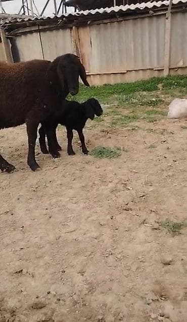 кандек собака: Сатам | Ургаачы кой (ургаачы) | Көбөйтүү үчүн | Ургаачы — 3