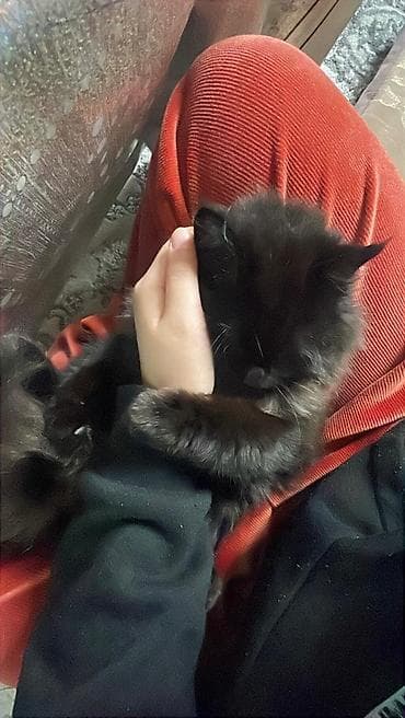 кошка каракол: Домашние кошки с длинной шерстью - Пушистые, длинношёрстные кошки с — 6