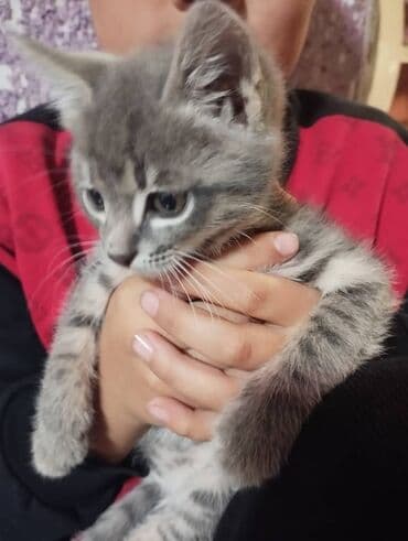отдам даром вислоухого котенка: Котята серых окрасов - Пушистые малыши с мягкой короткой шерстью — 1