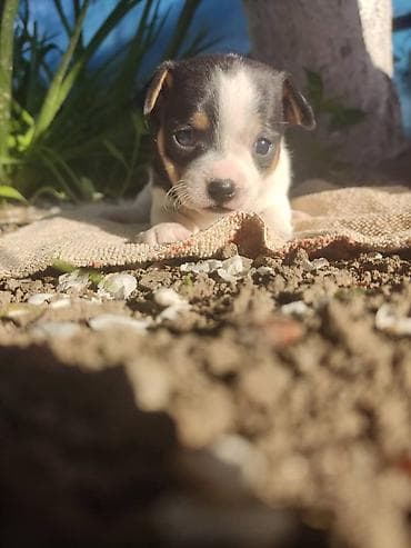 каракол собаки: Чихуахуа, 1 айлык, Ургаачы, Эмделген — 9