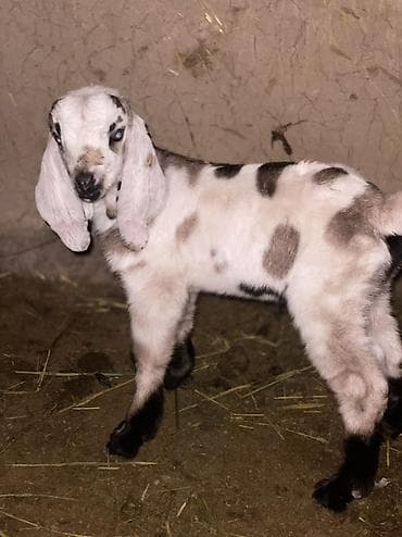 кошка вязка: Продаю | Козлёнок | Нубийская | Для разведения | Племенные — 2