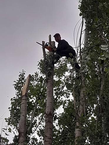 pro m1: Аварийный бактарды кыябыз, бардык турун. Стаж 15 жыл. Спил дерево — 1