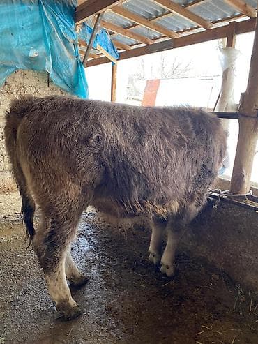 Другие животные: Продаю | Бык (самец) | На откорм, Для разведения — 6