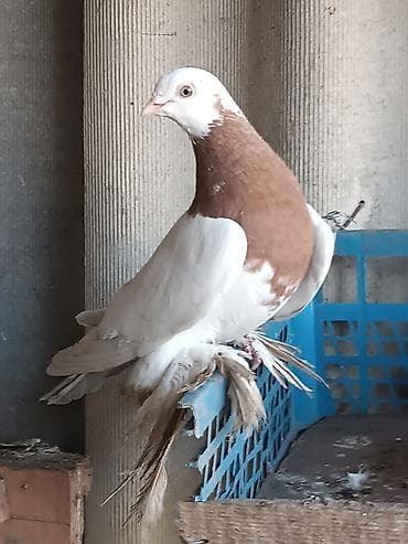 куры циплята: Капканы, самец и самка продам или обменяю на кур. Цена указано на — 2