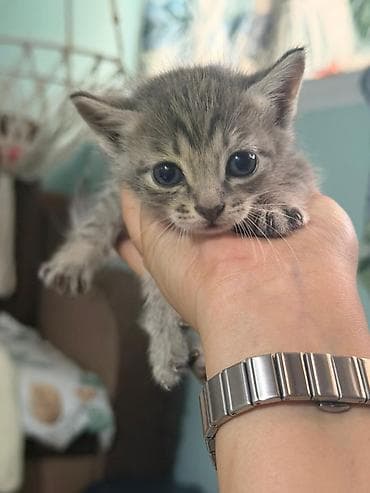 возьму котят: Котята даром только в добрые и ответственные руки с ненавязчивым — 5