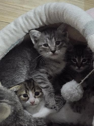 Котята – домашние, ласковые, активные. Мама метиска, папа русская — 4