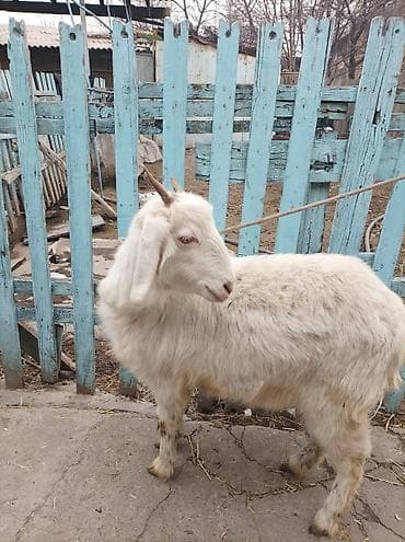 А/ч жаныбарларын сатам: Сатам | Эчки (ургаачы) | Камори, Заанен | Көбөйтүү үчүн | Асыл тукумдуу — 8