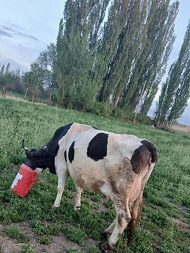 бишкек ит базар: Сатам | Уй (ургаачы) | Алатоолук | Сүт алуу үчүн | Музоологондон кийин — 8