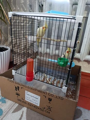 Зоотовары: Попугаи кореллы срочна продаю пара клетка большая.все комплекте и — 5