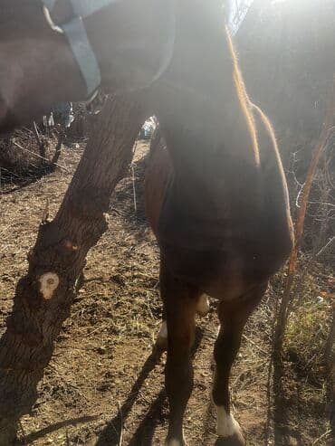 племенные коровы молочные купить: Продаю | Жеребенок — 8