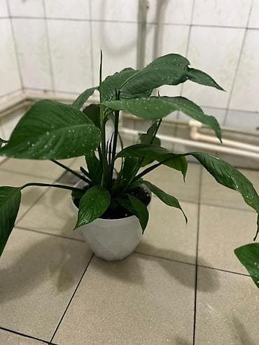 спатифиллум купить: Спатифиллум (Spathiphyllum) в горшке - Вечнозелёное комнатное — 1