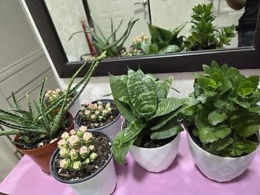 хризантемы бишкек: Комнатные растения в горшках. - Суккуленты, сансевиерия, алоэ — 4