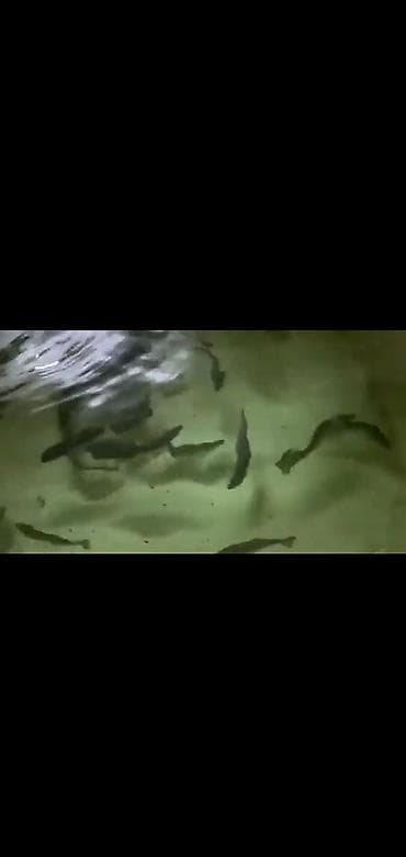 места для рыбалки в бишкеке: Куплю малёк только Стальной голова лосось — 1