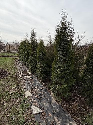 жылга сай арча бешик: Можжевельник коллоновидный - от 2х метров (4000 сом) Можжевельник — 4